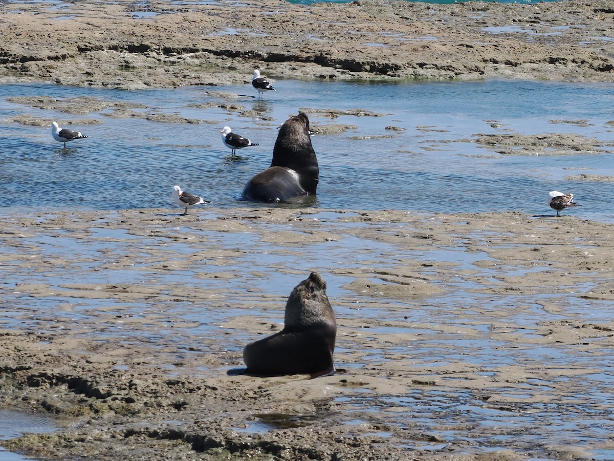 Kelp Gull - ML626615892