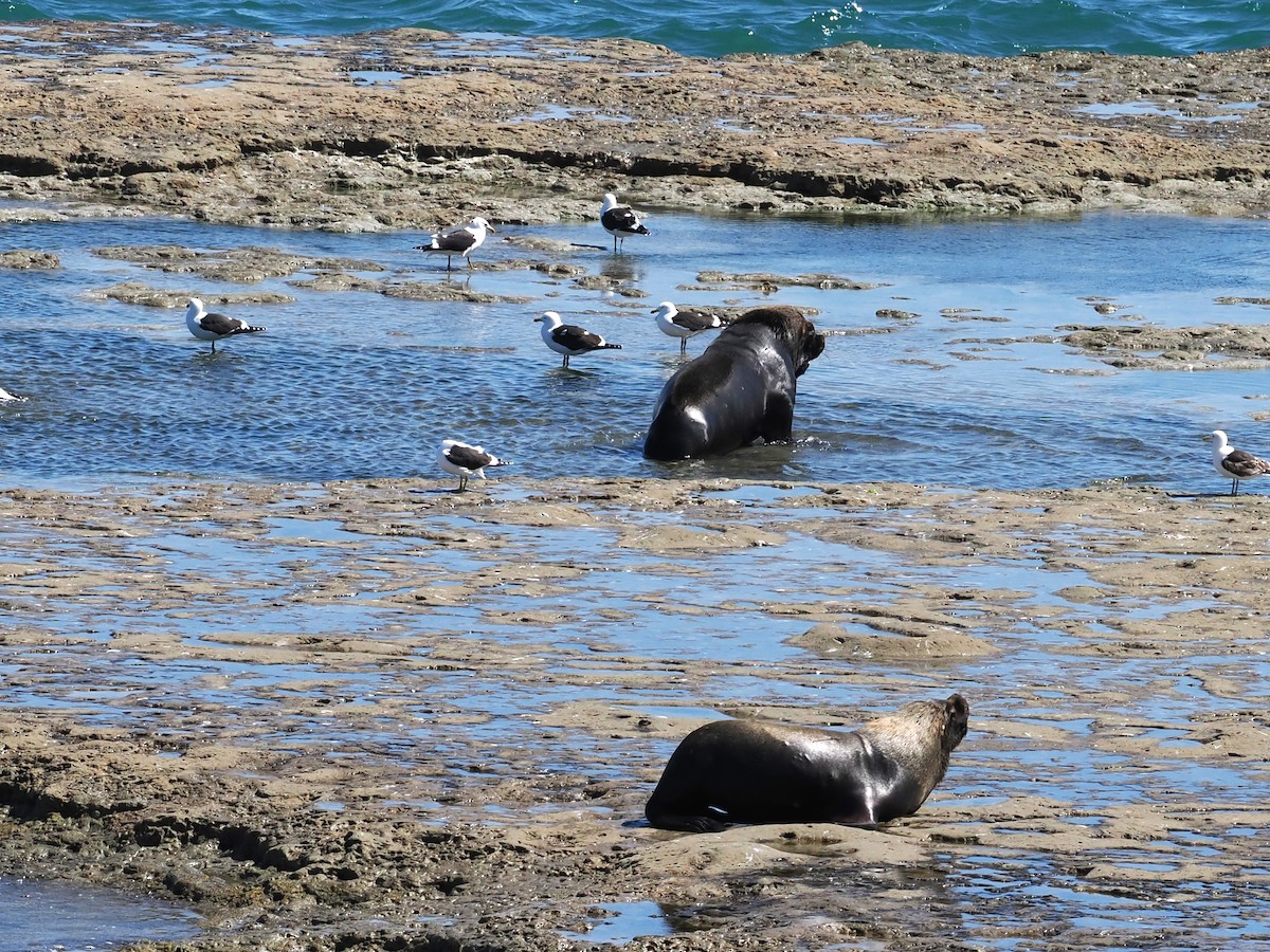 Kelp Gull - ML626615909