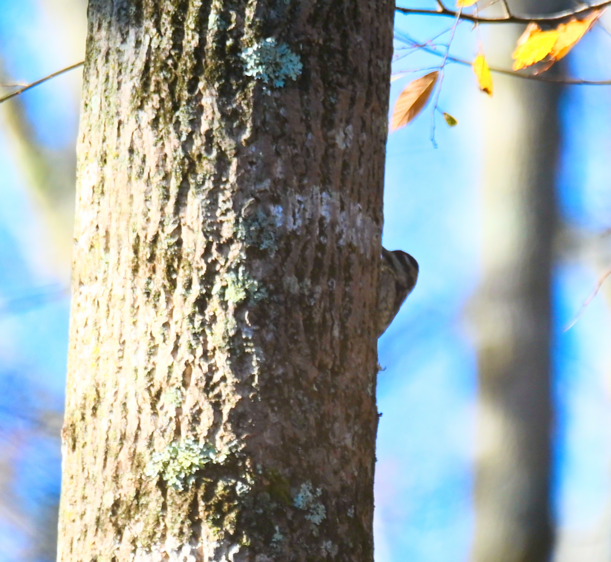 Yellow-bellied Sapsucker - ML626616062