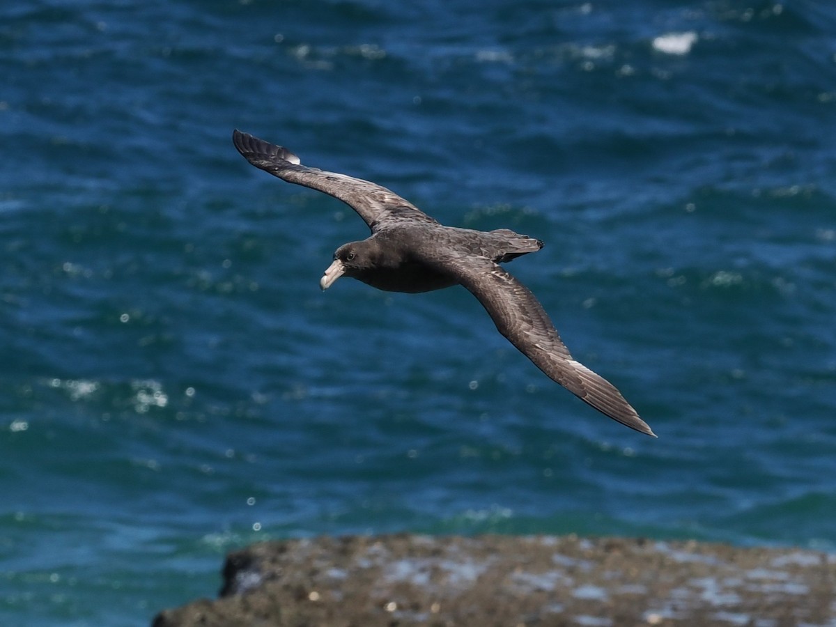 Southern Giant-Petrel - ML626616085