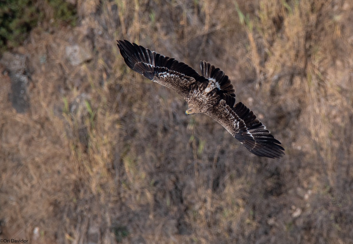 Imperial Eagle - ML626616159