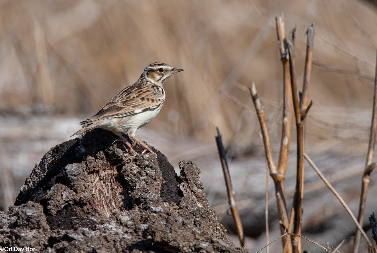 Wood Lark - ML626616207