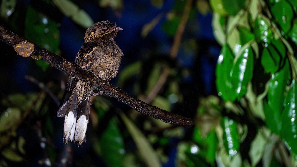 Fiery-necked Nightjar - ML626616228