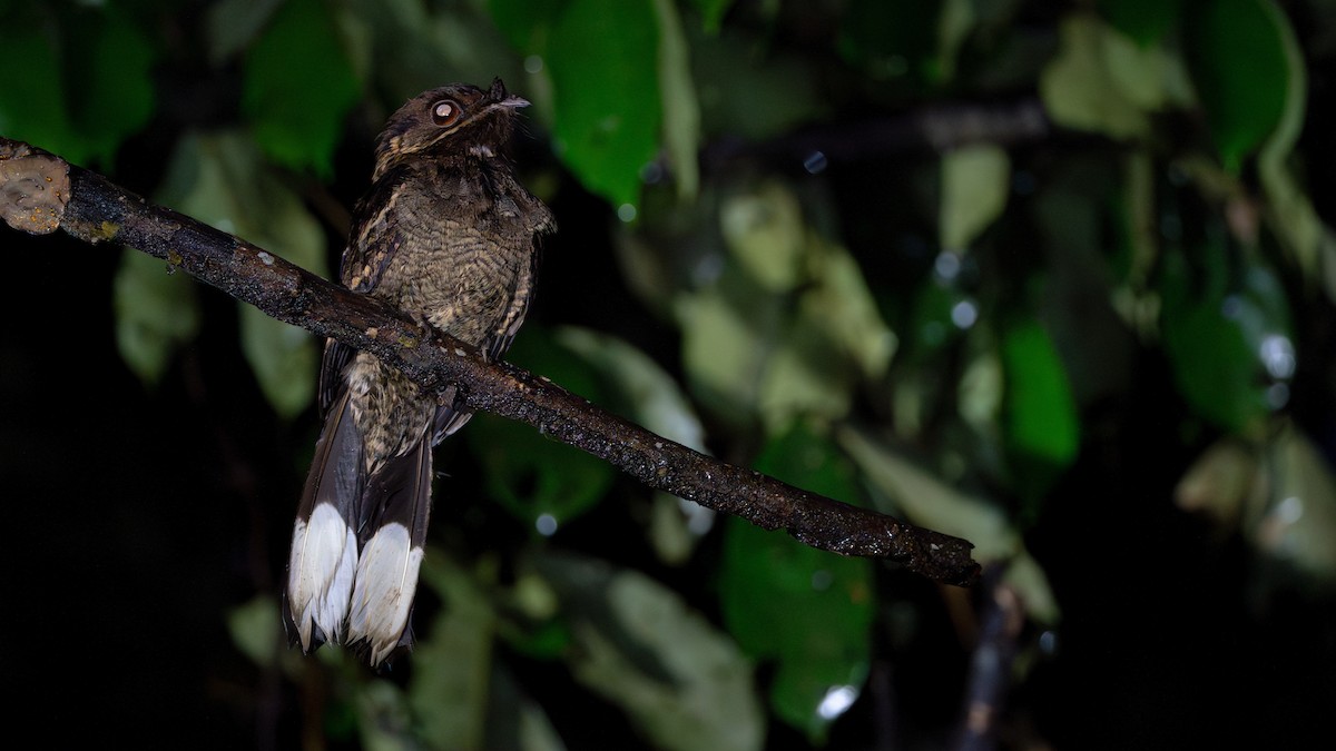 Fiery-necked Nightjar - ML626616229