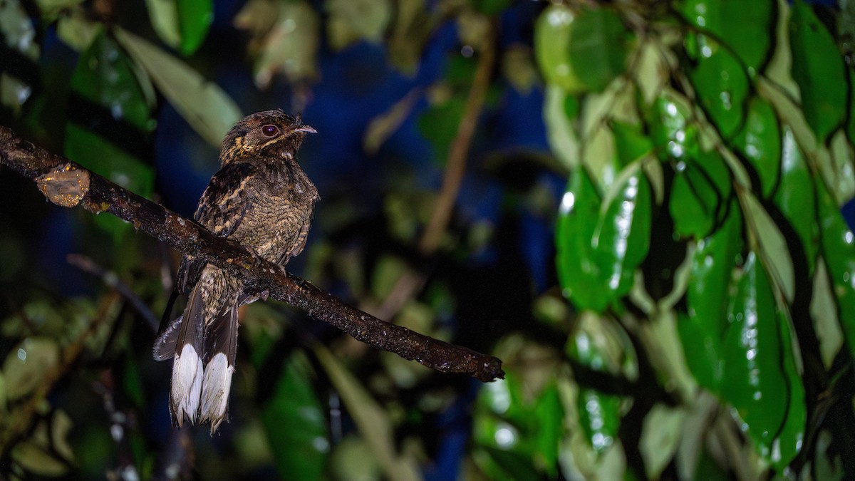 Fiery-necked Nightjar - ML626616230