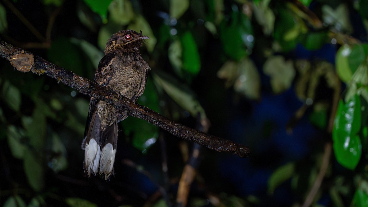 Fiery-necked Nightjar - ML626616231