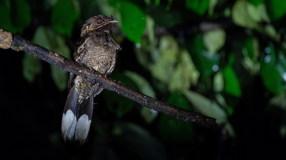 Fiery-necked Nightjar - ML626616232