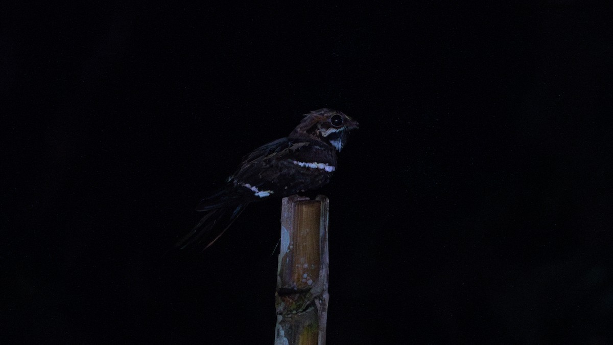 Long-tailed Nightjar - ML626616236