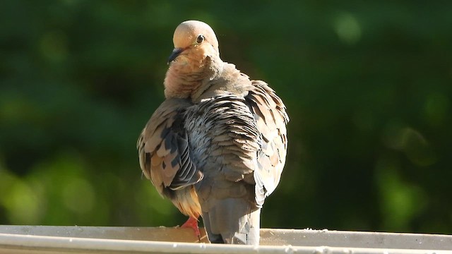Mourning Dove - ML626616284