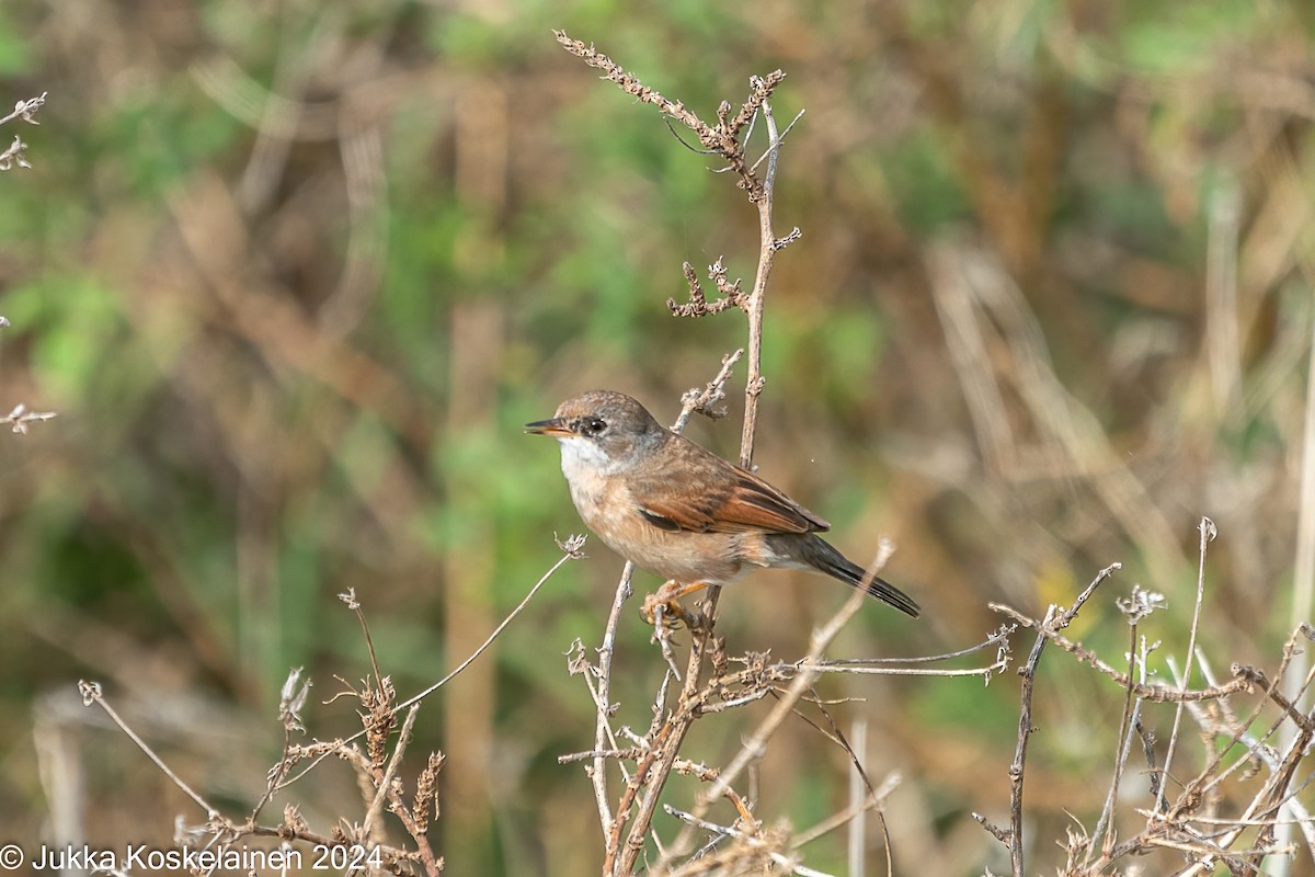 Fauvette à lunettes - ML626616493