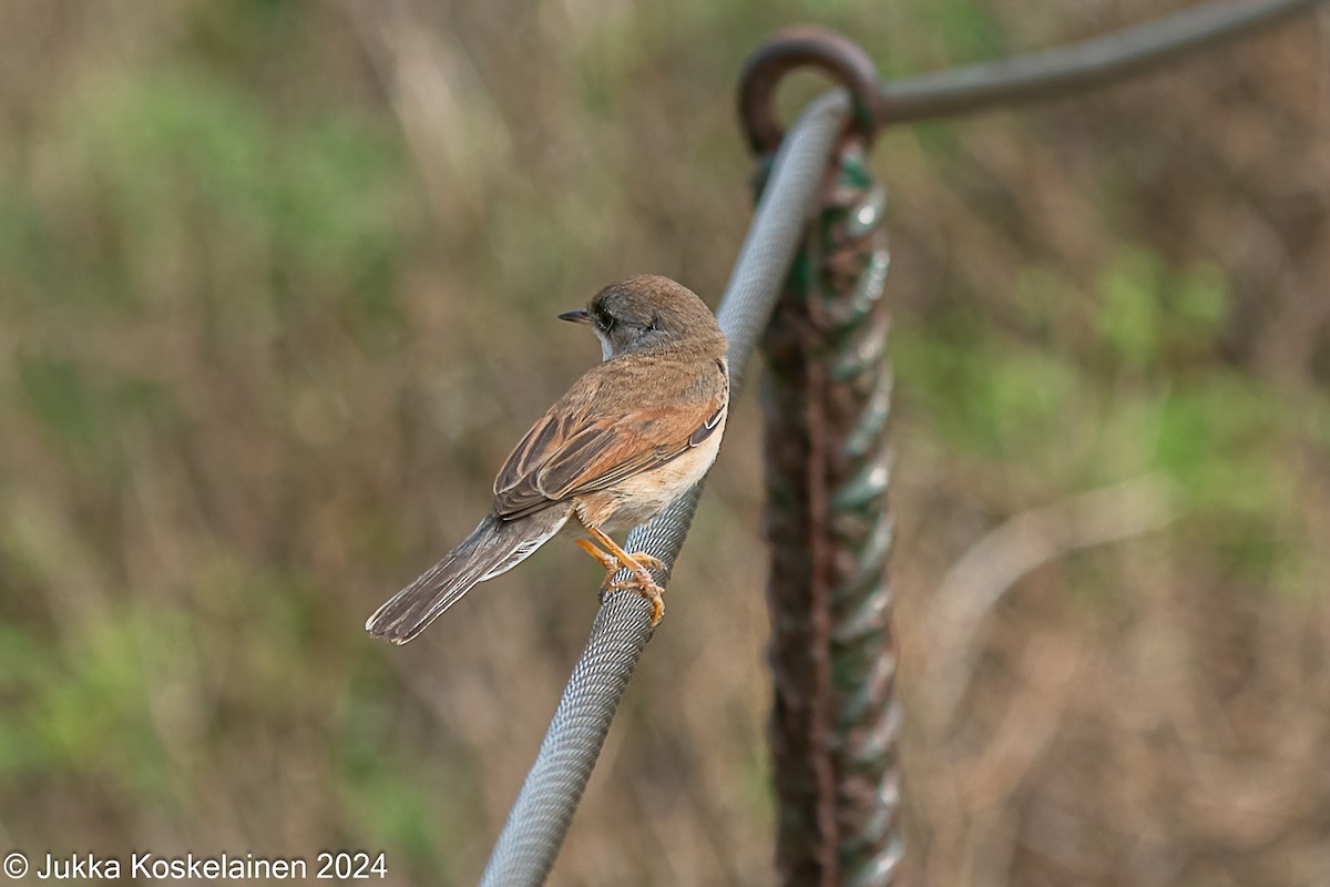 Fauvette à lunettes - ML626616507