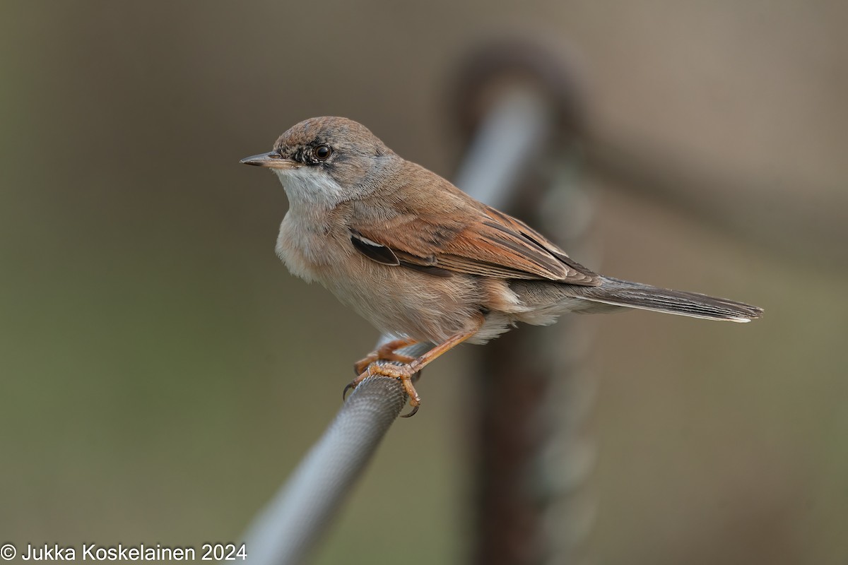 Fauvette à lunettes - ML626616512
