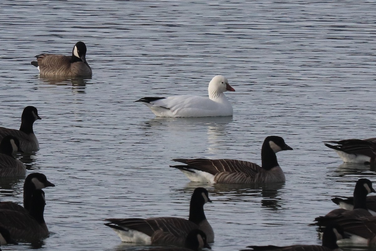 Ross's Goose - ML626616526