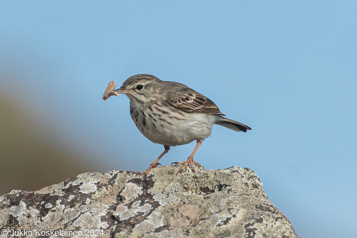 Pipit de Berthelot - ML626616559