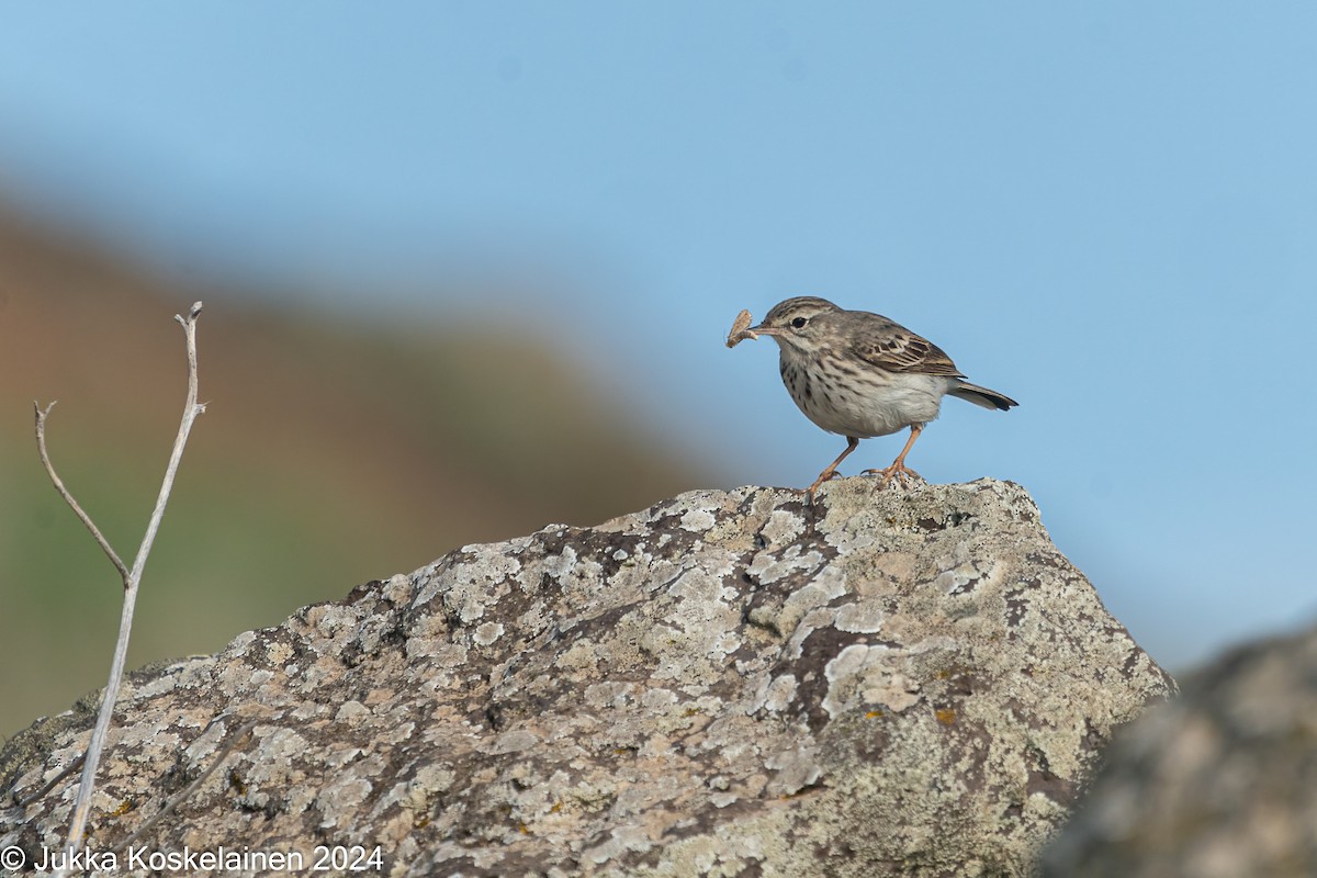 Pipit de Berthelot - ML626616566