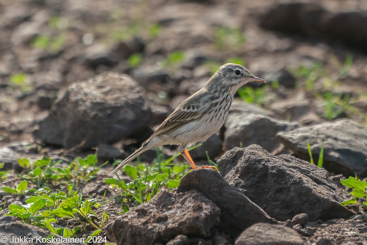 Pipit de Berthelot - ML626616578