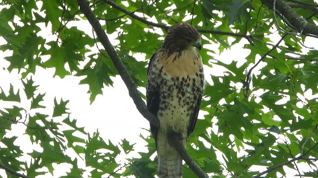 Red-tailed Hawk (borealis) - ML626616653