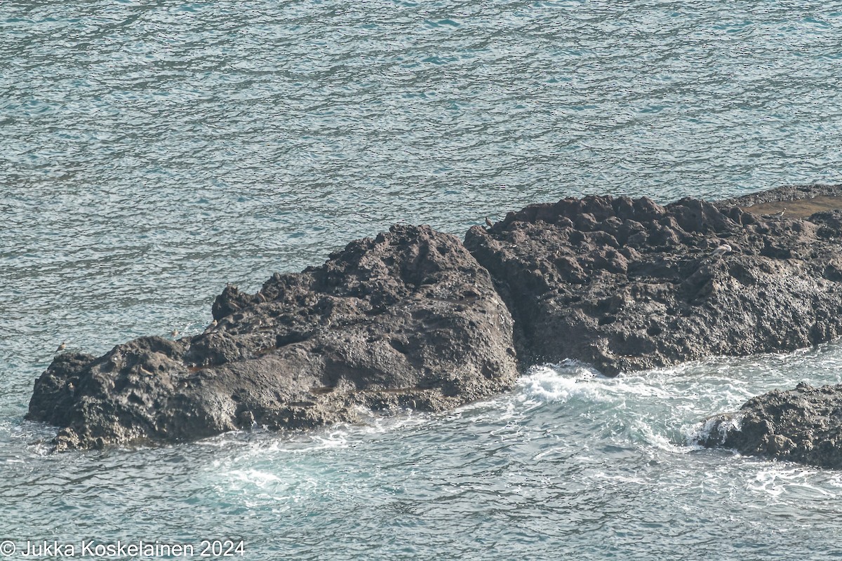 Courlis corlieu - ML626616807