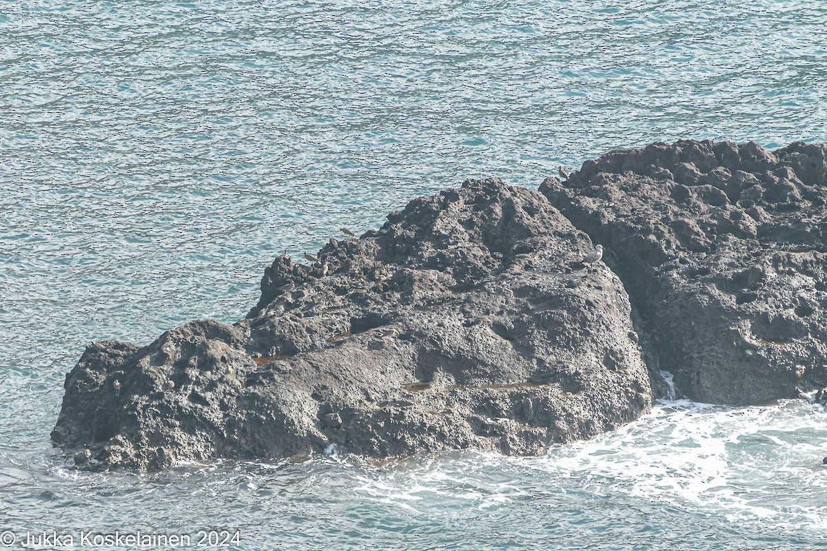 Courlis corlieu - ML626616811