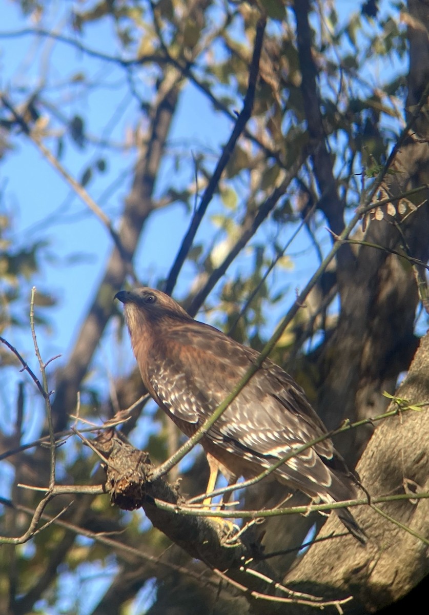 Busardo Pechirrojo - ML626616828