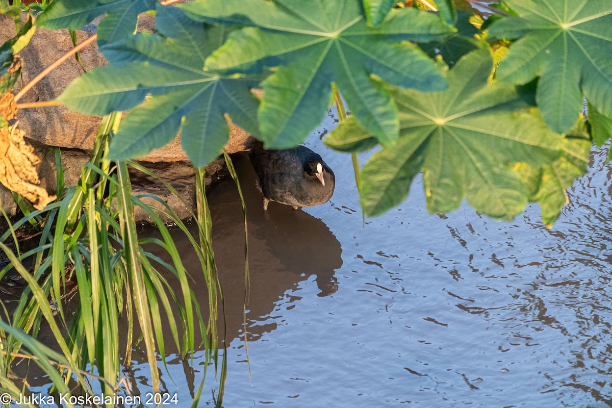 Foulque macroule - ML626616849