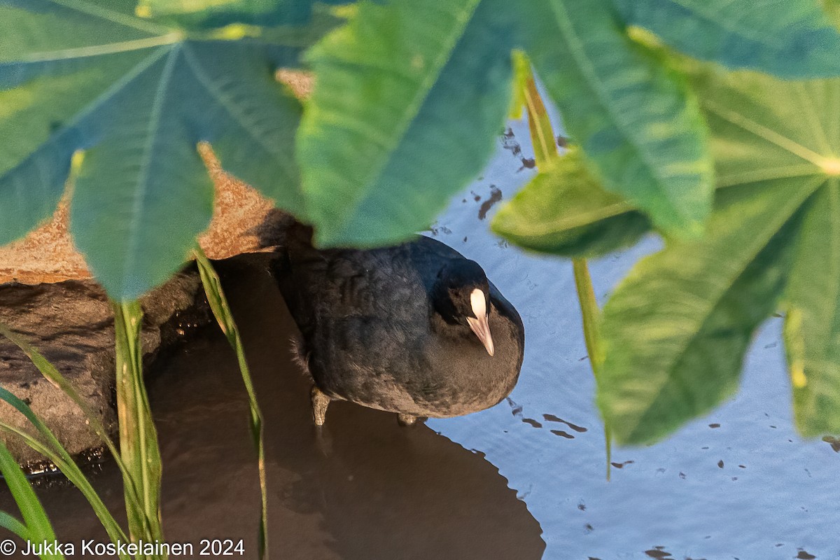 Foulque macroule - ML626616859