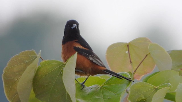 Orchard Oriole - ML626617328