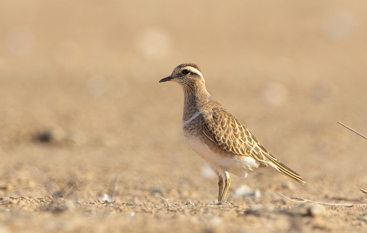 Eurasian Dotterel - ML626617572