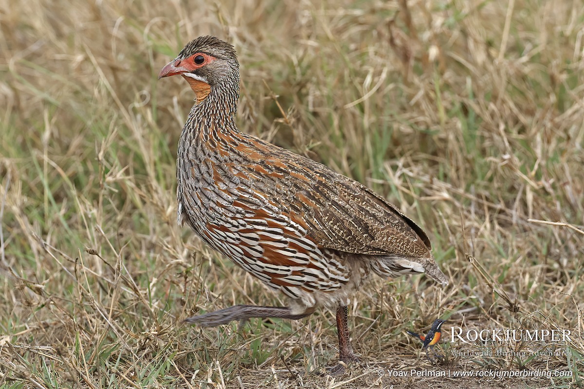Gray-breasted Spurfowl - ML626617590