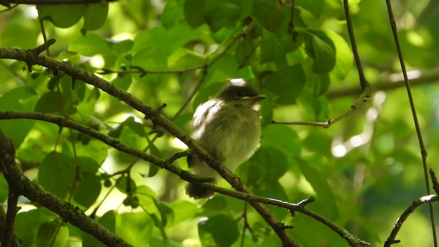 Eastern Phoebe - ML626617615