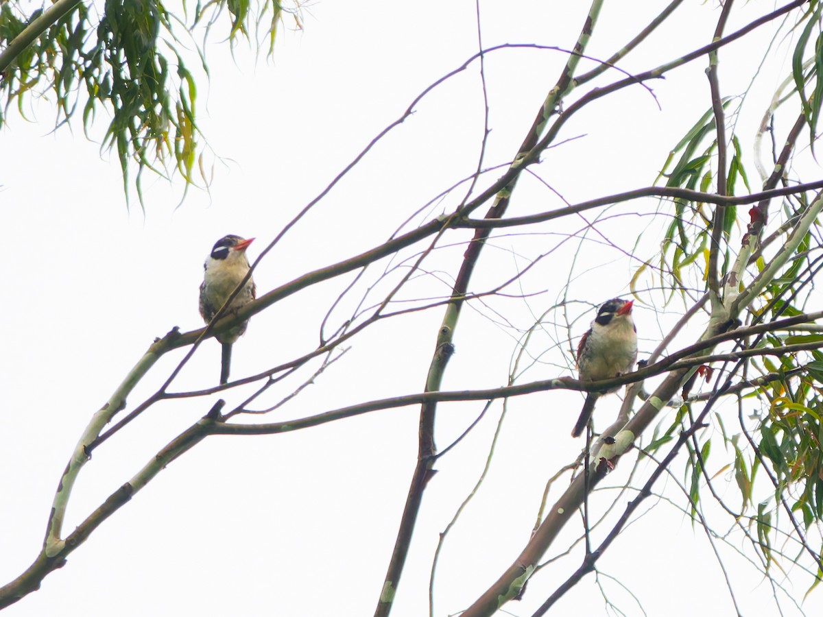 White-eared Puffbird - ML626617659