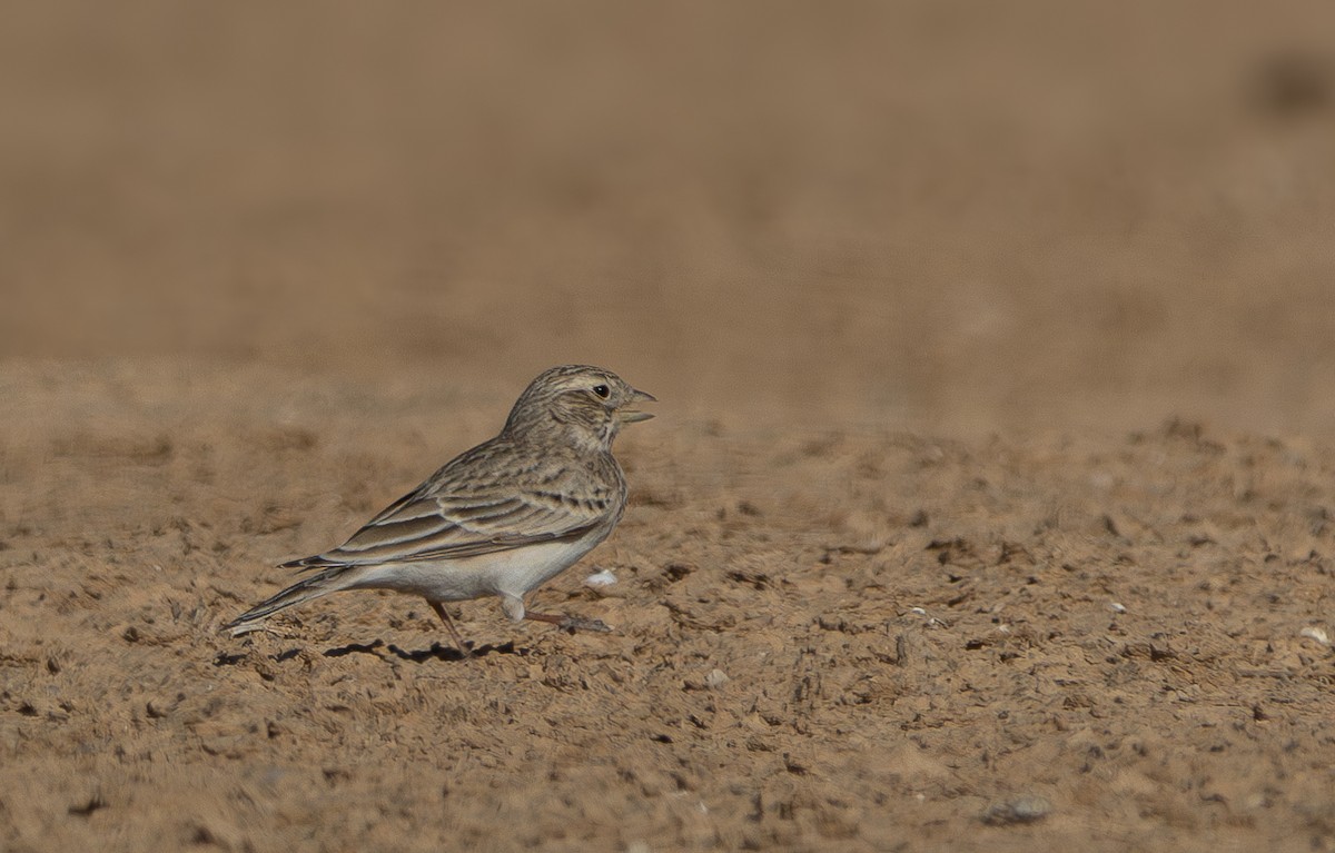 Mediterranean Short-toed Lark - ML626617684