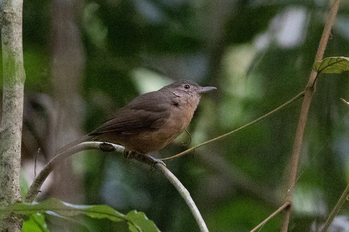 Rufous Shrikethrush - ML626617749