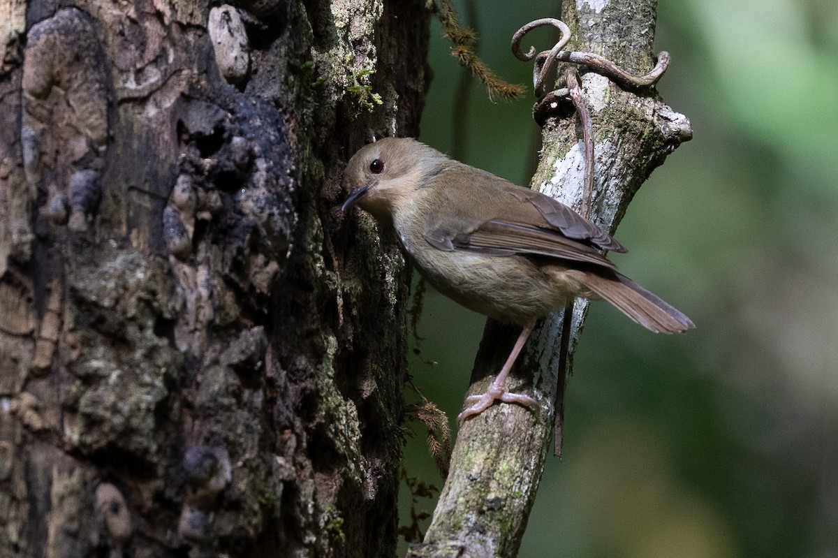 Large-billed Scrubwren - ML626617750