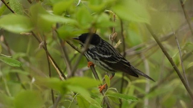 Blackpoll Warbler - ML626618015