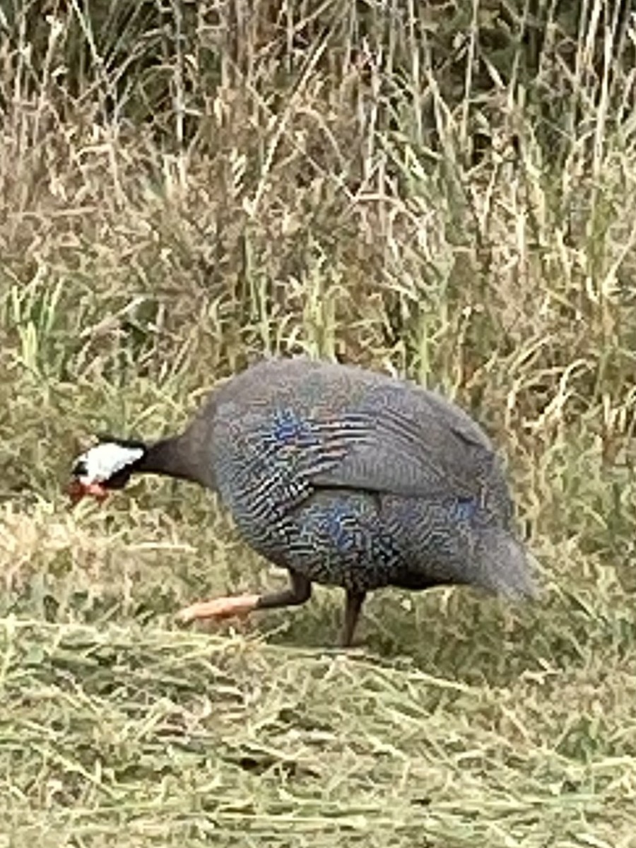 Helmeted Guineafowl - ML626618023