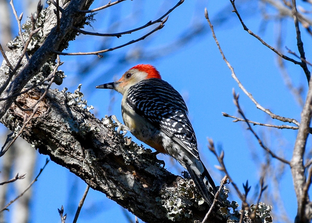 Red-bellied Woodpecker - ML626618028