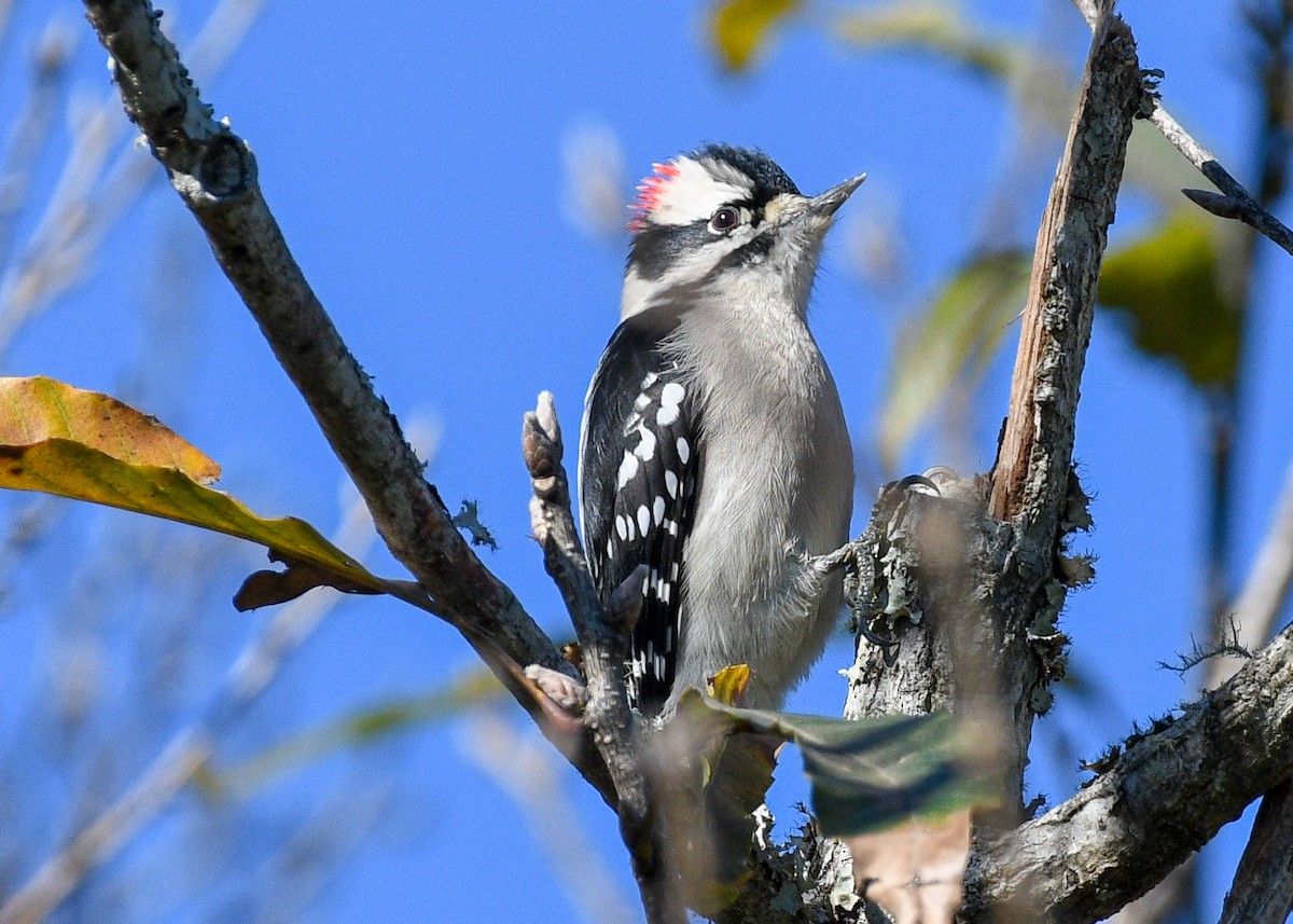 Downy Woodpecker - ML626618031