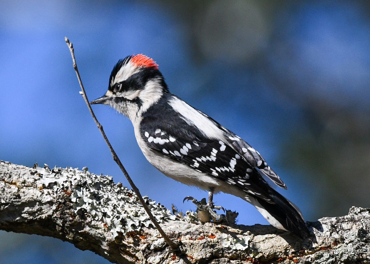 Downy Woodpecker - ML626618032