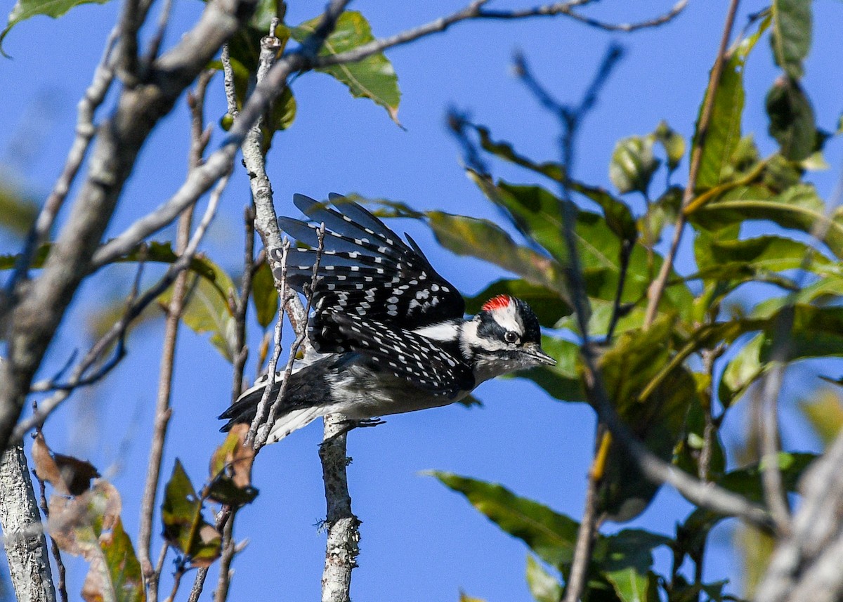 Downy Woodpecker - ML626618033