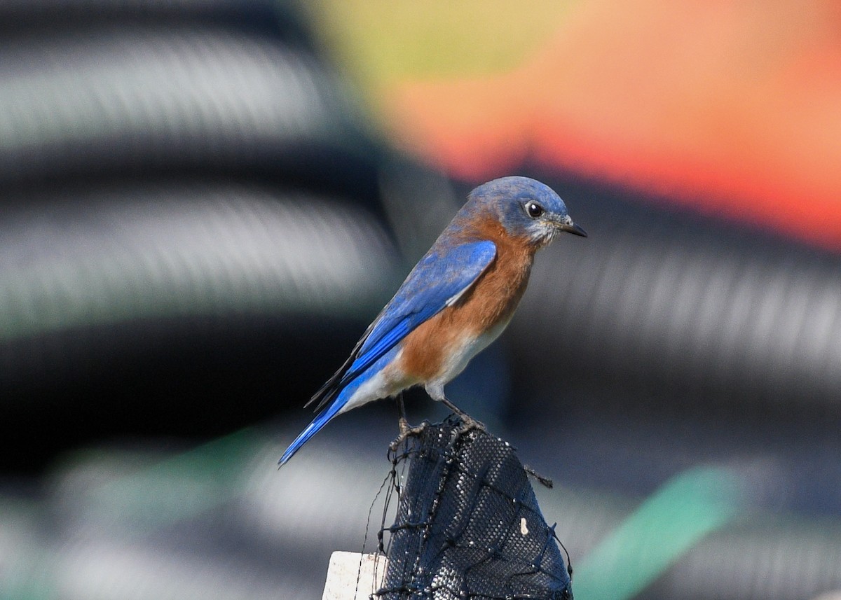 Eastern Bluebird - ML626618042