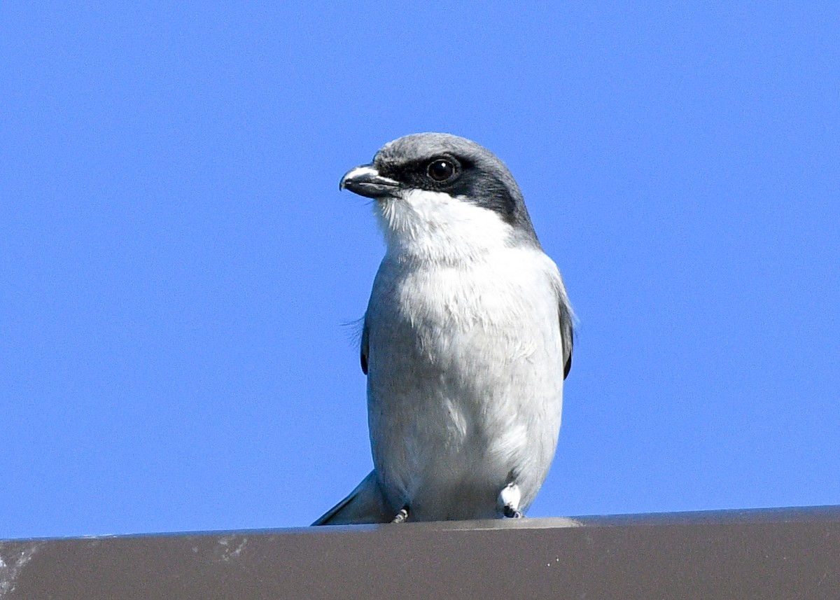 Loggerhead Shrike - ML626618050