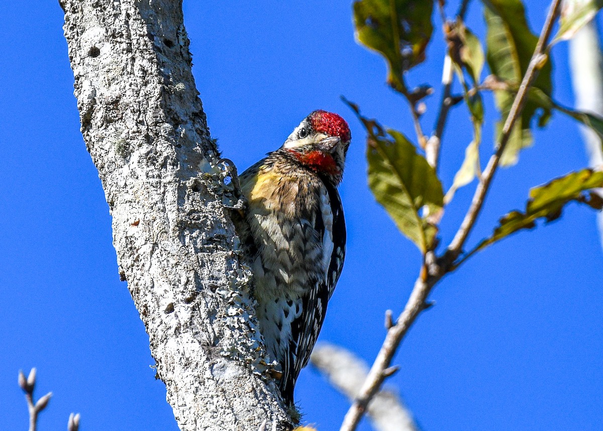 Yellow-bellied Sapsucker - ML626618059