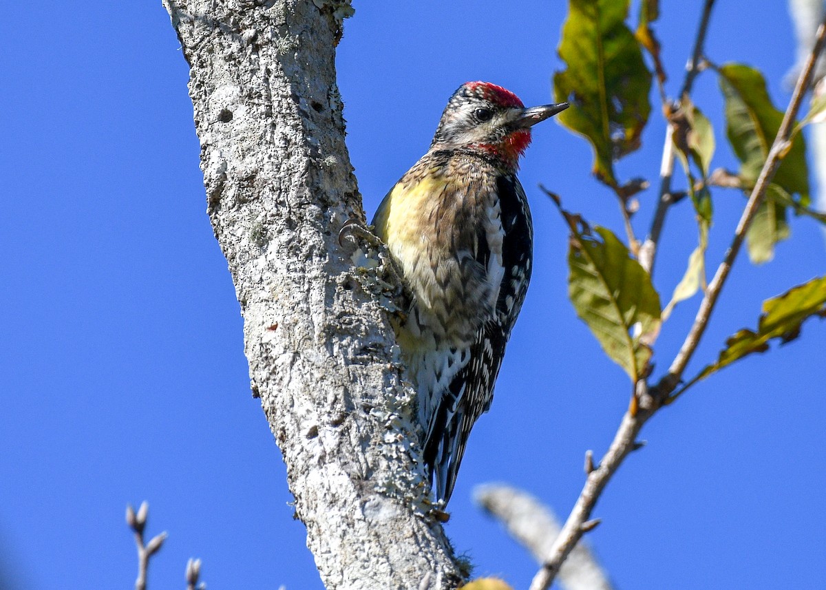 Yellow-bellied Sapsucker - ML626618060