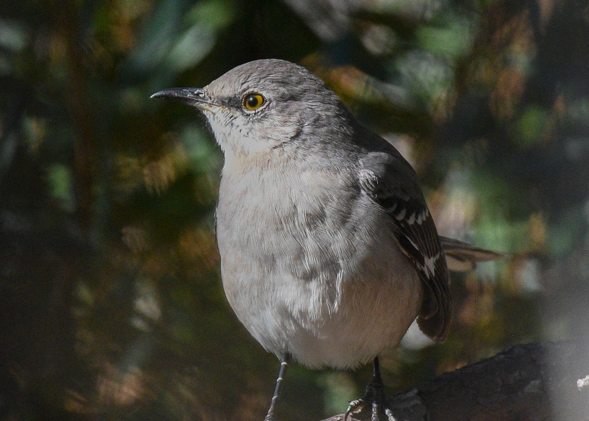 Northern Mockingbird - ML626618114