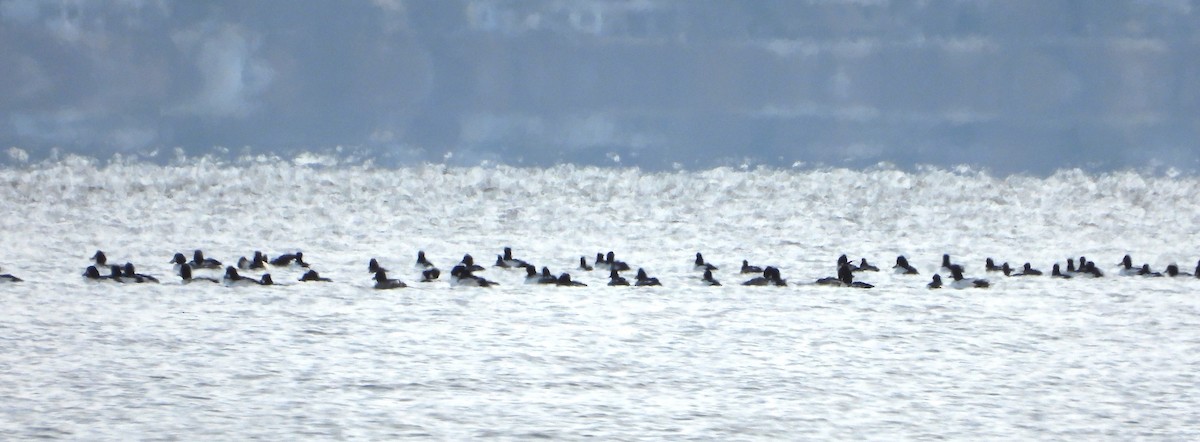 Common Goldeneye - ML626618115
