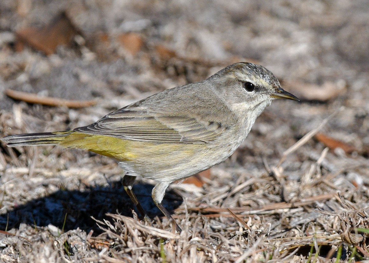 Palm Warbler - ML626618134