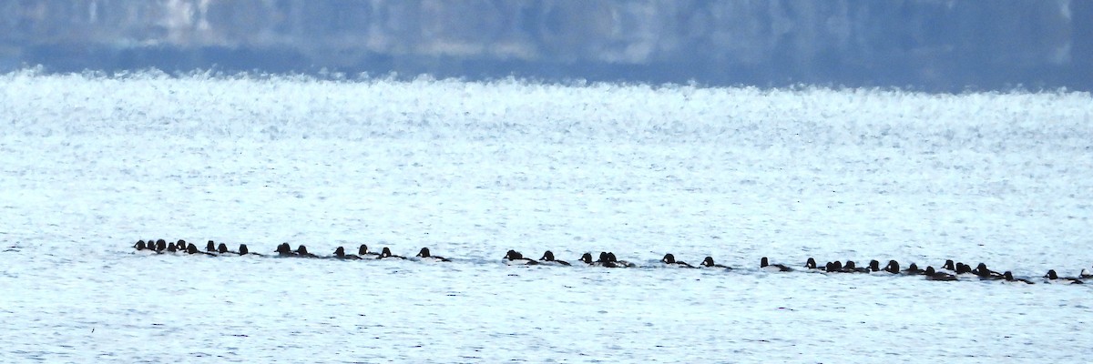 Common Goldeneye - ML626618137