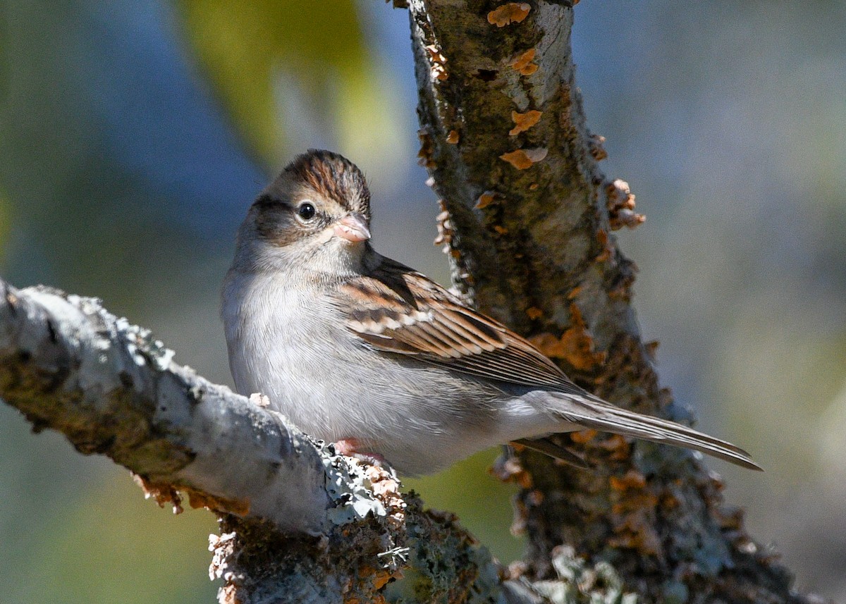 Chipping Sparrow - ML626618144