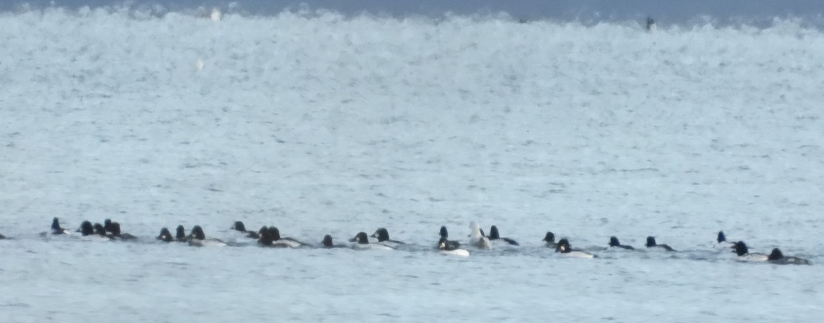 Common Goldeneye - ML626618146